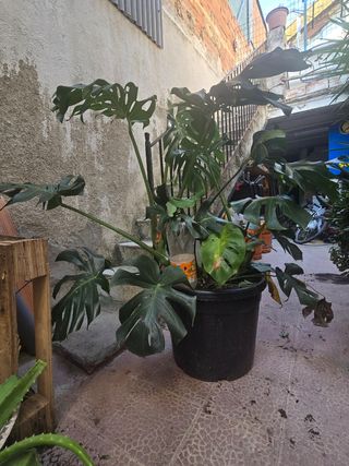 Monstera deliciosa grande