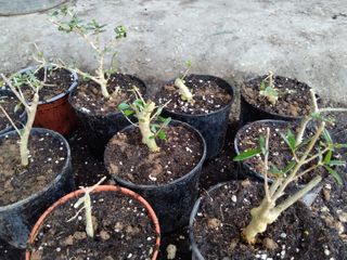 Acebuches pequeños bonsai