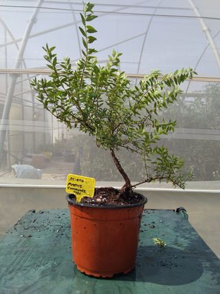 Mirto (Myrtus communis) bonsai
