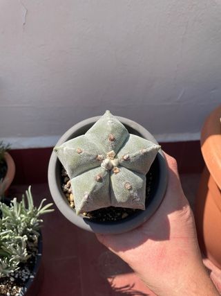 Astrophytum Myriostigma - Cactus Estrella A