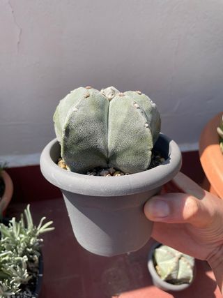 Astrophytum Myriostigma - Cactus Estrella A