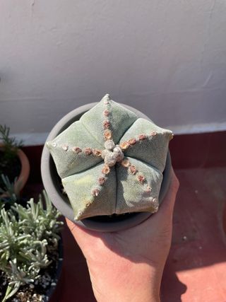 Astrophytum Myriostigma - Cactus B