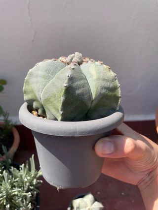 Astrophytum Myriostigma - Cactus B