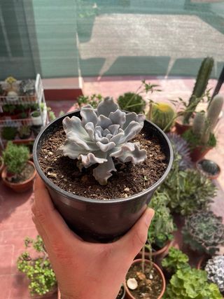 Echeveria Crispate: Suculenta