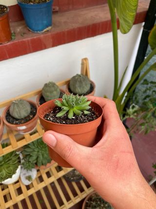Sempervivum oddity