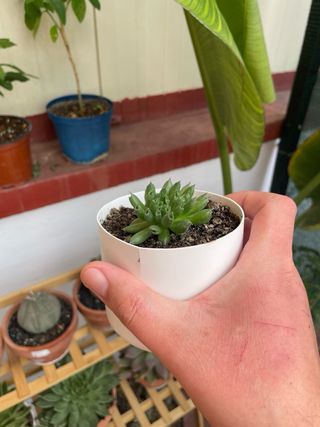 Planta Sempervivum oddity