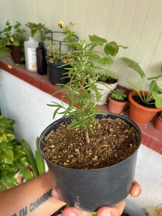 Planta Romero - Pequeña