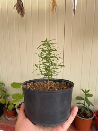 Planta Romero - Pequeña