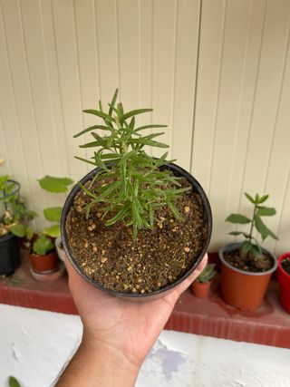 Planta Romero - Pequeña