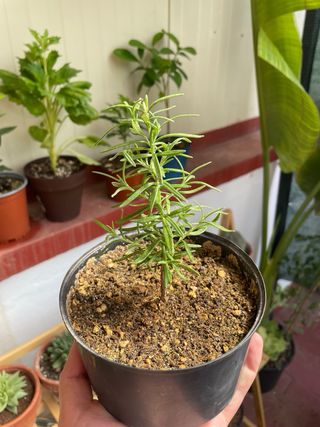 Planta Romero - Pequeña