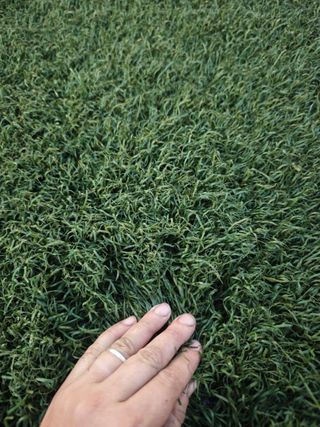 Cesped artificial - Verde