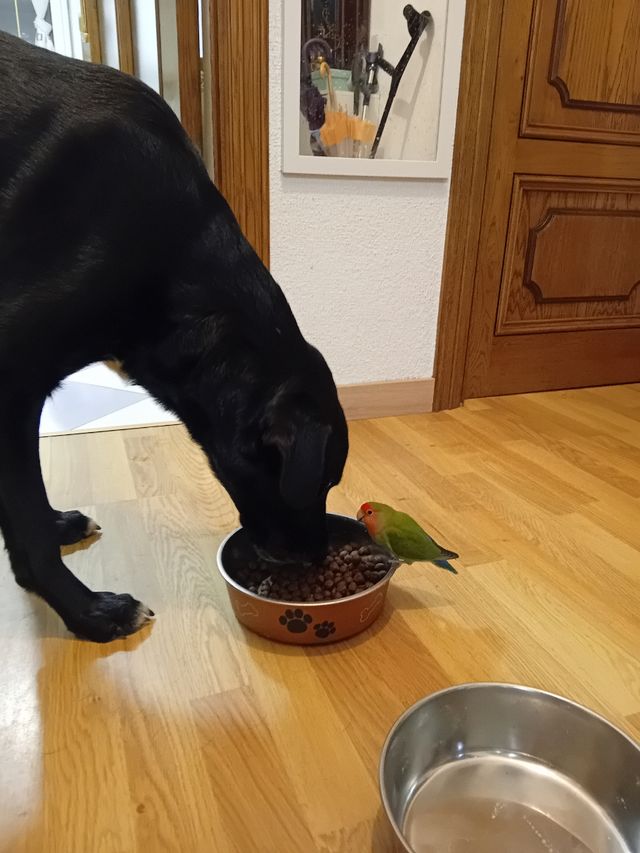 Canguro y cuidadora de animales!