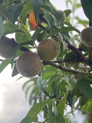 Huerto vallado con goteo y árboles frutales.1350m