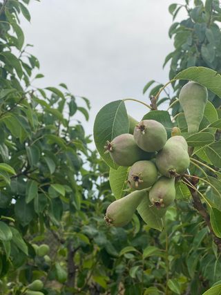 Huerto vallado con goteo y árboles frutales.1350m