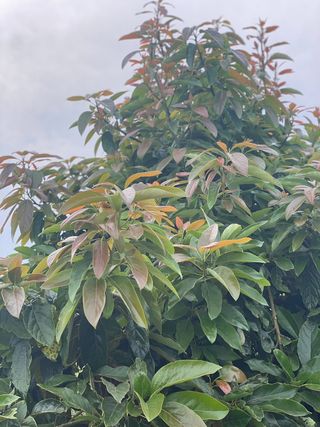 Huerto vallado con goteo y árboles frutales.1350m