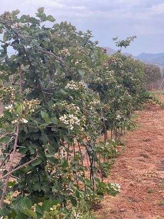 Huerto vallado con goteo y árboles frutales.1350m