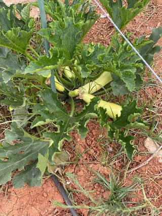 Huerto vallado con goteo y árboles frutales.1350m