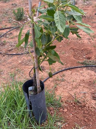 Huerto vallado con goteo y árboles frutales.1350m
