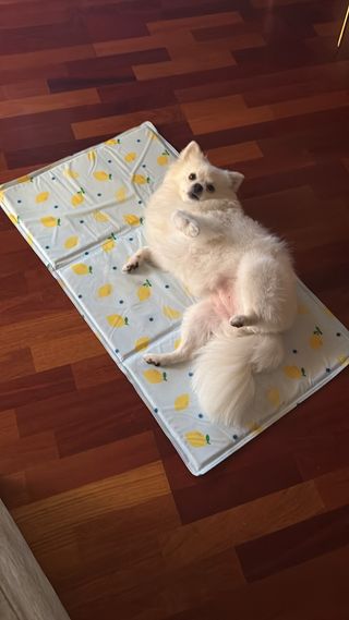 Alfombra perro - refrescante limón.