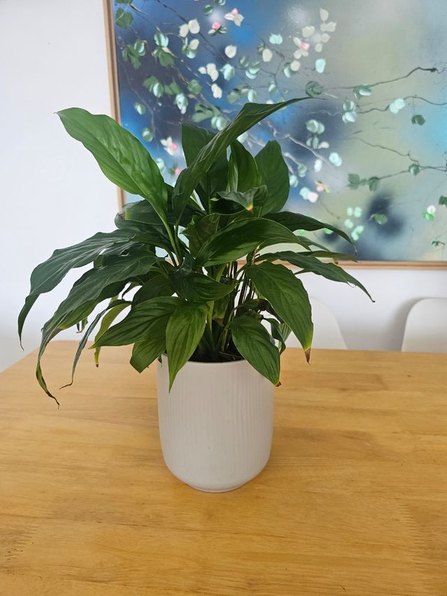 Planta Lirio de la Paz