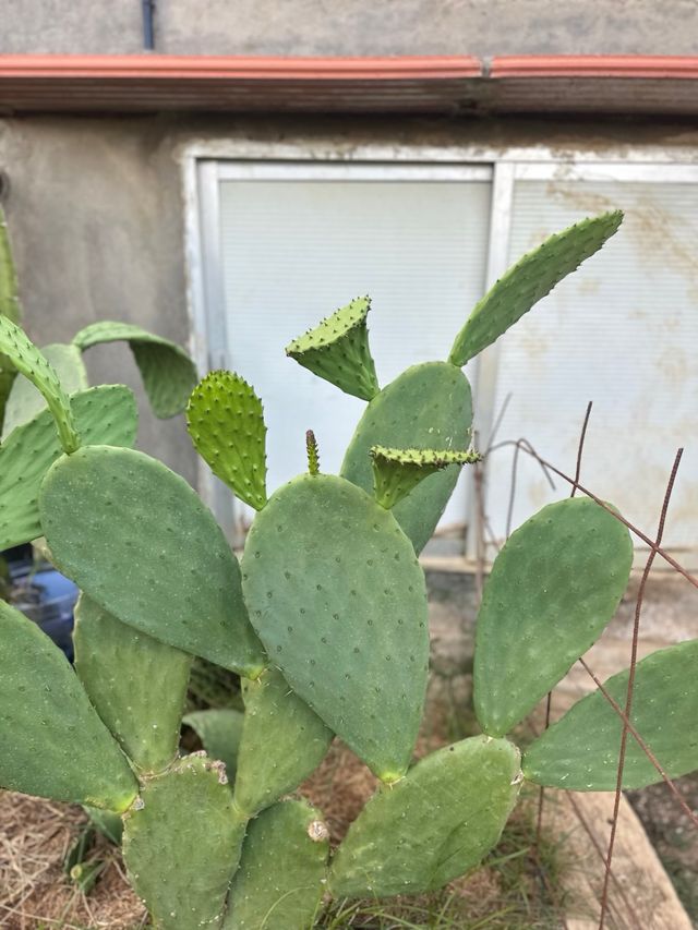 Penca de chumbera sin pinchos