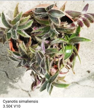 Cyantis simaliensis - Planta