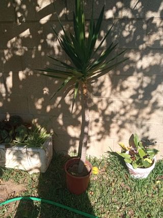 Planta Yuca - Yucca Elegante