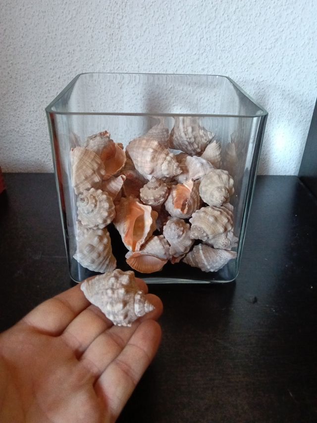 Conchas marinas decoración