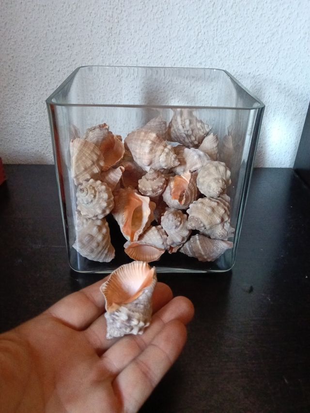 Conchas marinas decoración
