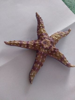 Stella marina lilla glitter magnete calamita