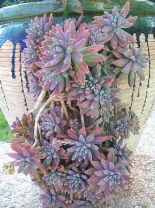 Suculenta Sedum Francesco Baldi