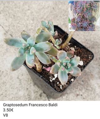 Suculenta Sedum Francesco Baldi