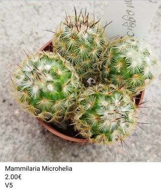 4 Suculentas Mammillaria Microhelia
