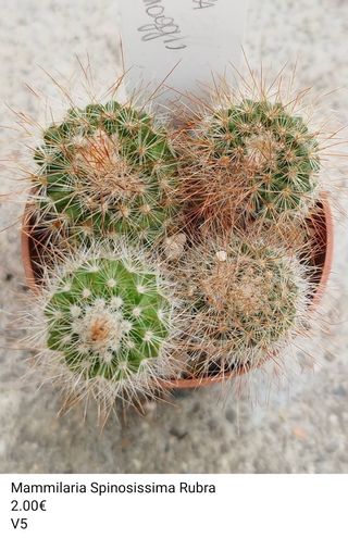 4x Mammillaria Spinosissima Rubra