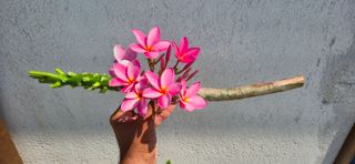 Plumeria rosa - fiori rosa 