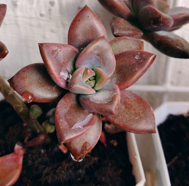 Graptosedum Vera Higgins , Una rossetta!
