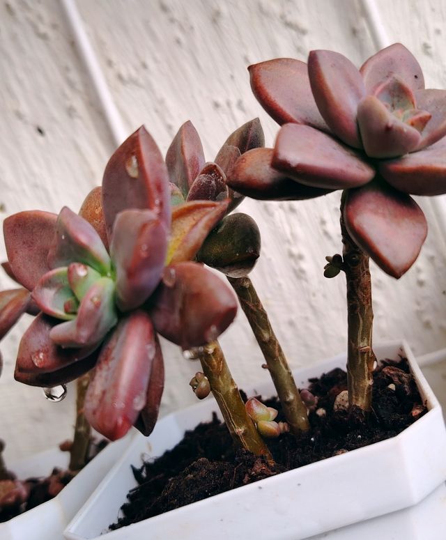 Graptosedum Vera Higgins , Una rossetta!
