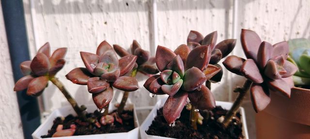 Graptosedum Vera Higgins , Una rossetta!