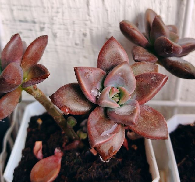 Graptosedum Vera Higgins , Una rossetta!
