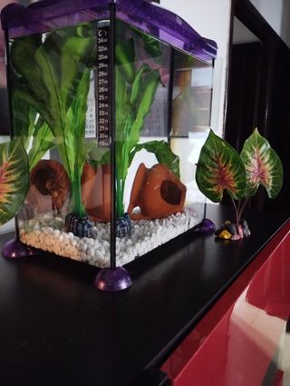 Pecera pequeña morada