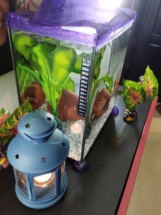 Pecera pequeña morada