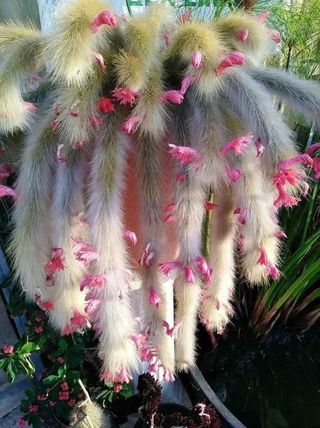 Suculenta - Rabo de macaco