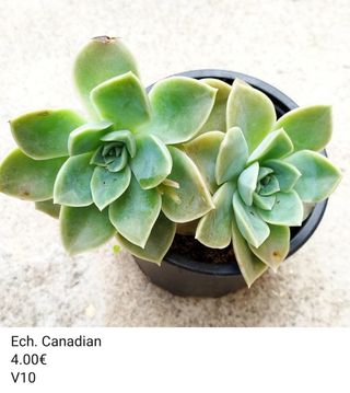 2 Suculentas Echeveria Canadian