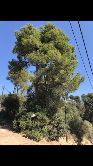 Terreno urbano - La Floresta