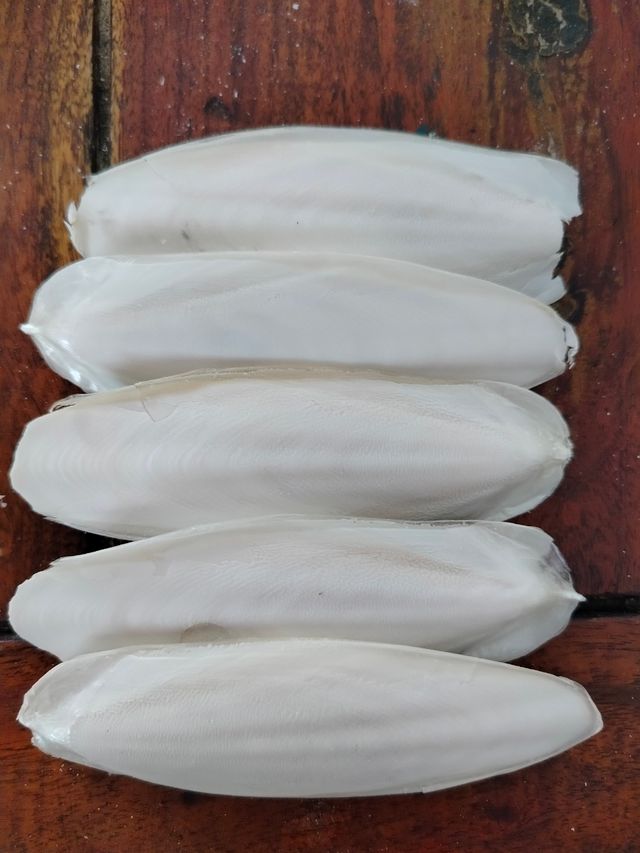 Ossi di Seppia (5pz) - Bianchi