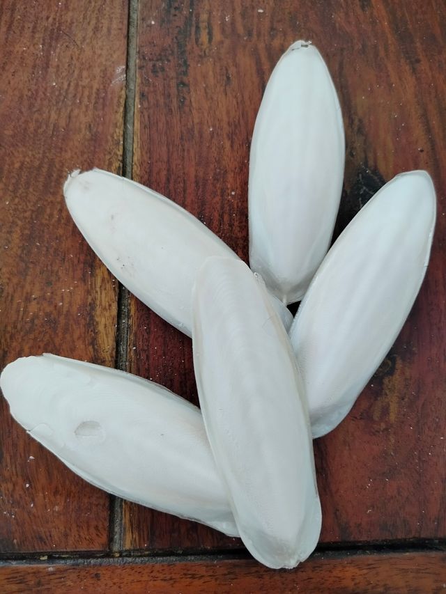 Ossi di Seppia (5pz) - Bianchi