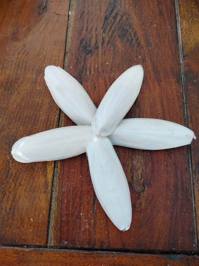 Ossi di Seppia (5pz) - Bianchi