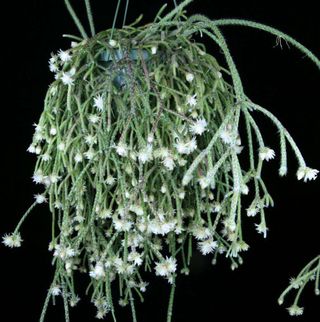 Rhipsalis pilocarpa - Suculenta
