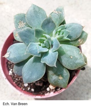 Suculenta Echeveria Van Breen