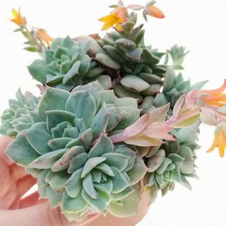 Suculenta Echeveria Van Breen